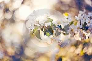 Photo of apple blossom. Spring, sunshine, happiness