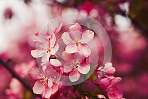 Photo of apple blossom. Spring, sunshine, happiness