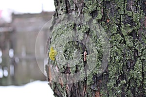 Old apple tree bark with green lichen