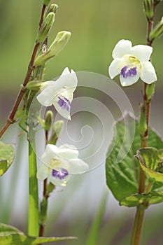 Photo of Ara Sungsang & x28;Ind& x29;, Chinese violet & x28;Eng& x29; flower plant. Its latin name is Asystasia gangetic