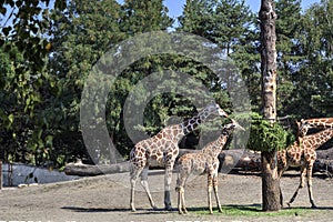 Photo art animal, view of giraffe, educational zoology illustration