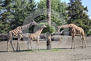 Photo art animal, view of giraffe, educational zoology illustration