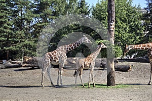 Photo art animal, view of giraffe, educational zoology illustration