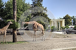 Photo art animal, view of giraffe, educational zoology illustration