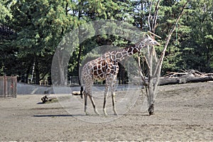 Photo art animal, view of giraffe, educational zoology illustration