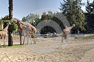 Photo art animal, view of giraffe, educational zoology illustration