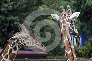 Photo art animal, view of giraffe, educational zoology illustration