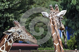 Photo art animal, view of giraffe, educational zoology illustration