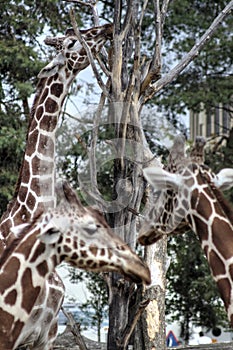 Photo art animal, view of giraffe, educational zoology illustration