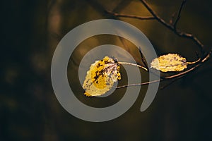 Photo of aspen leaves on a tree. Stylized as analog gained photo. Golden autumn. Warm brown and dark background.