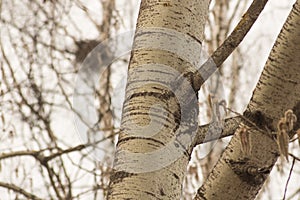 Photo of aspen (Populus tremula) trunk photo