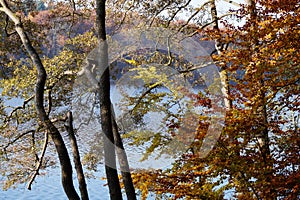 Atmospherically colored autumn forest on a calm lake - beech forest - beech light incidence light beam