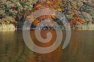 Atmospherically colored autumn forest on a calm lake - beech forest - beech light incidence light beam