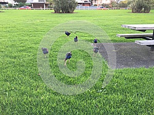 Photo of the Australasian swamphen or pukeko