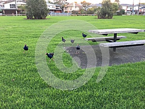 Photo of the Australasian swamphen or pukeko