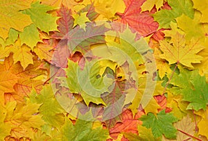 Photo of autumn colorful fall maple leaves