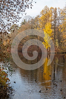 Photo of an autumn landscape. Shore, pond, trees