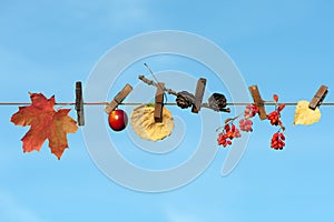 Photo on an autumn theme, Autumn leaves, cones, berries and fruits on clothespins, against a blue sky photo