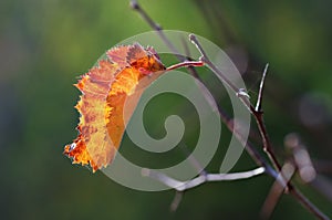 Photo of Autumn Yellow and Red Leaf of Hawthorn on Green Blurred Background