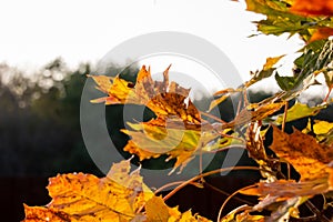 Photo Autumn yellowed leaves on a tree