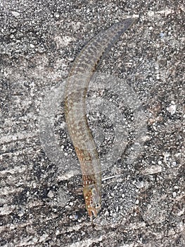 a photo of a baby eel