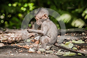 Photo of baby monkey Macaca mulatta in Sacred Monkey Forest