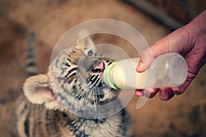 Photo of a baby tiger drinking milk from a baby bottle with a pacifier