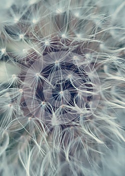 Photo background of macro white fluff against flowers in summer.Dandelion seed pattern