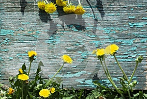 Photo background, natural aged wood with old cracked paint, around yellow flowers, dandelions. space for text