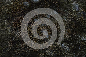abstract background photo natural texture pattern formed naturally, old mossy wall photo
