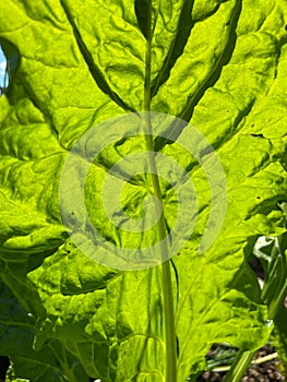 Green Leaf Vegetable in September