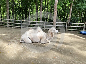 Bactrian Camel Lying Down Photo photo