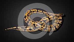 Photo of ball python`s noose