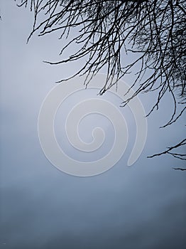 photo of bare tree foliage on an isolated background