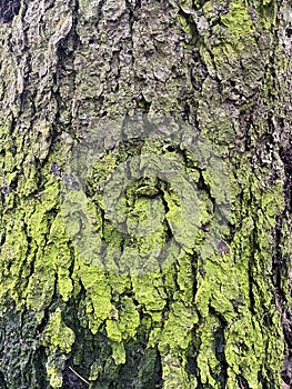 Photo of bark