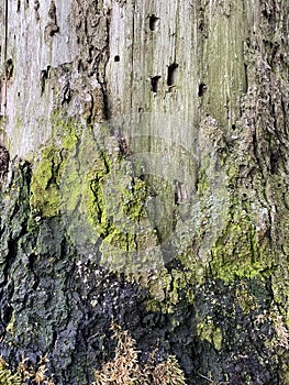 Photo of bark