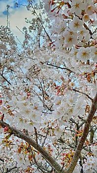 Photo of bautiful white cherry blossom in Japan