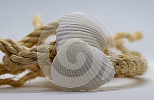 beach shell decay with rope