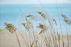 Photo of beachgrass Myrtle Beach South Carolina USA