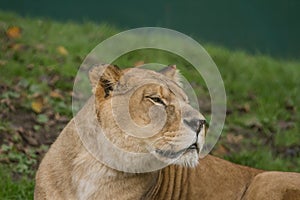 A photo of a beautiful Barbary lioness