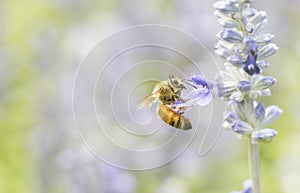 Photo of a beautiful bee and flowers a sunny day.