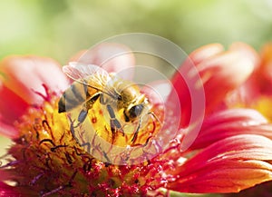 Photo of a beautiful bee and flowers a sunny day.