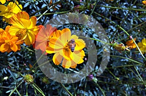 Photo of a beautiful bee and flowers Yellow