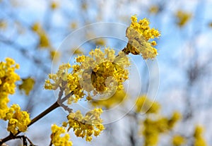 Photo of blooming yellow twig dogwood in garden in spring