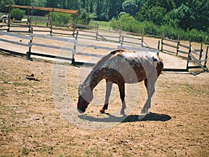 Photo of a beautiful brown and white horse grazing in a pasture.