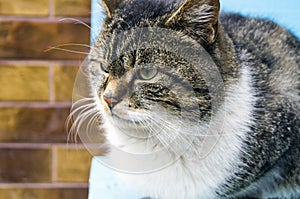 Photo of a beautiful cat light brown color