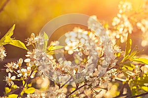 Photo of beautiful cherry blossom, abstract natural background, fine art, spring time season, apple blooming in sunny day, floral