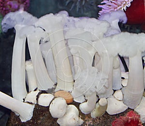 photo of a beautiful corals in a sea