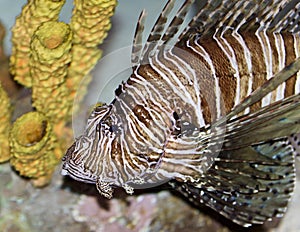 photo of a beautiful deadly fish swimming