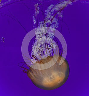 Photo of a beautiful deadly jellyfish swimming